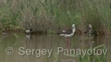 Video of Northern Lapwing - Northern Lapwing in the grass and lake